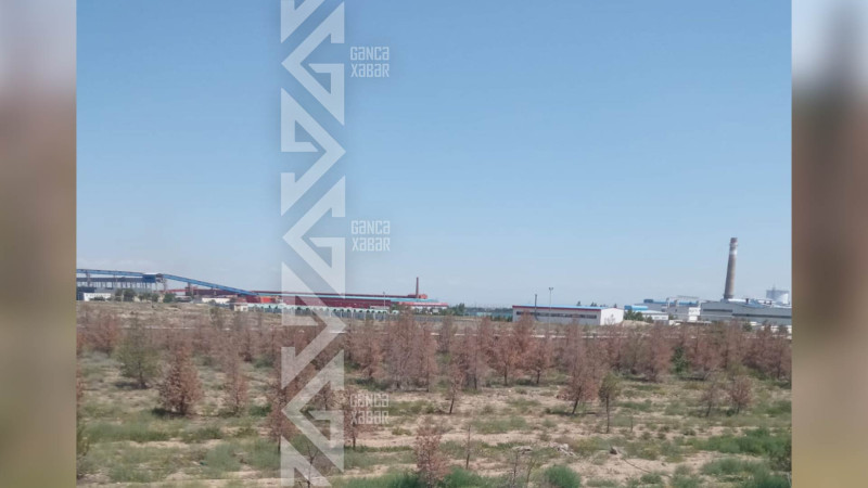 Şəhərin bir neçə hissəsində ağaclar baxımsız qalıb