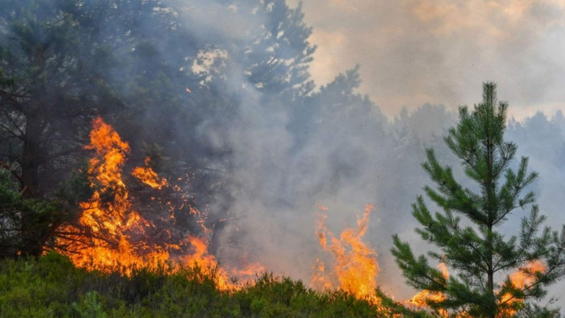 Gəncə təbiəti yanğından qorunurmu?