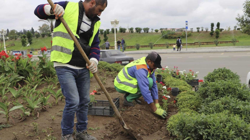 Şəhər ərazisində mövsümi kollar və güllər əkilir