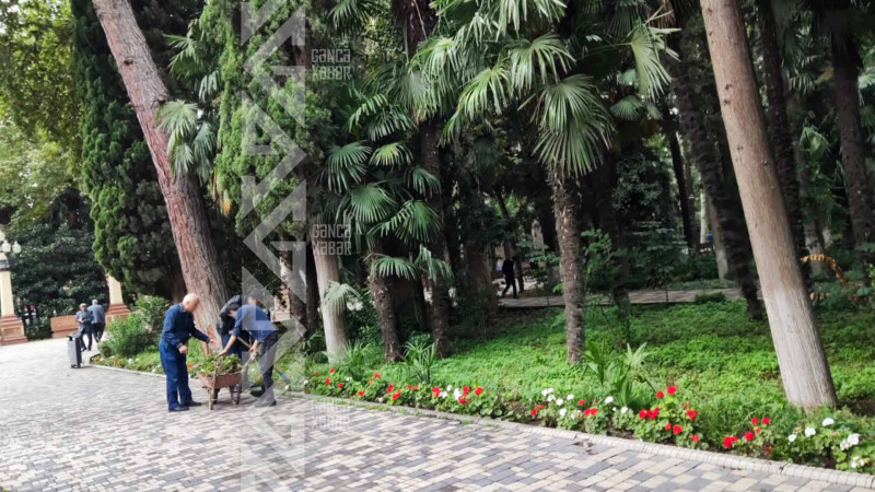 Parklardan birində quru güllər çıxarılıb