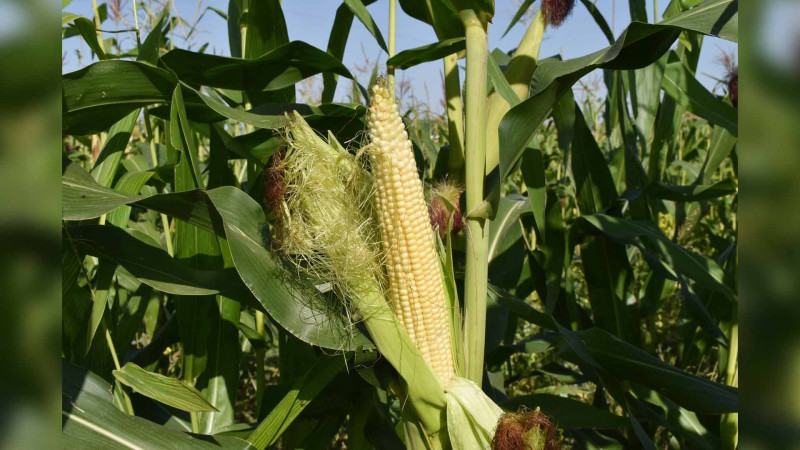 ADAU-nun təsərrüfatında yeni növ qarğıdalı bar verib