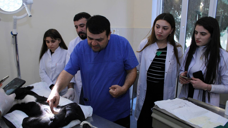 Sahibsiz küçə heyvanları qısırlaşdırılıb və quduzluq peyvəndləri vurulub