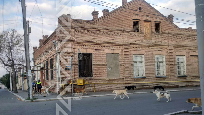 Son 9 ay ərzində 1112 nəfəri it dişləyib Son 9 ay ərzində 1112 nəfəri it dişləyib