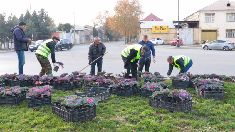 Şəhərin bəzi hissələrinə mövsümi güllər əkilib