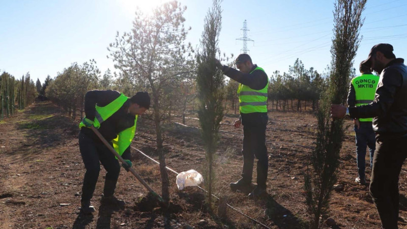 Şəhərin bir hissəsinə mövsümi ağaclar əkilib