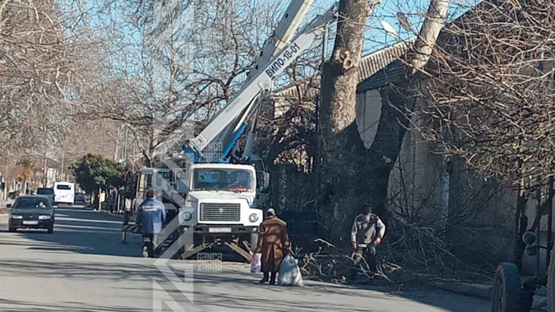 Təbriz küçəsi, 270-dəki ağac zərərsizləşdirilib