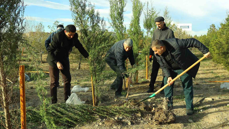 Şəhərimizdə ağacəkmə aksiyası təşkil olunub