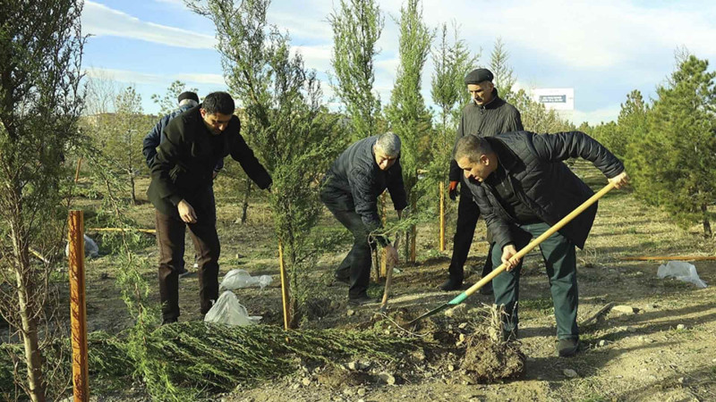 ATU kollektivi ağacəkmə aksiyasında iştirak edib
