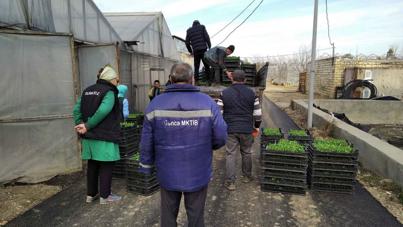 Şəhər ərazisində yaşıllaşdırma işləri görülür