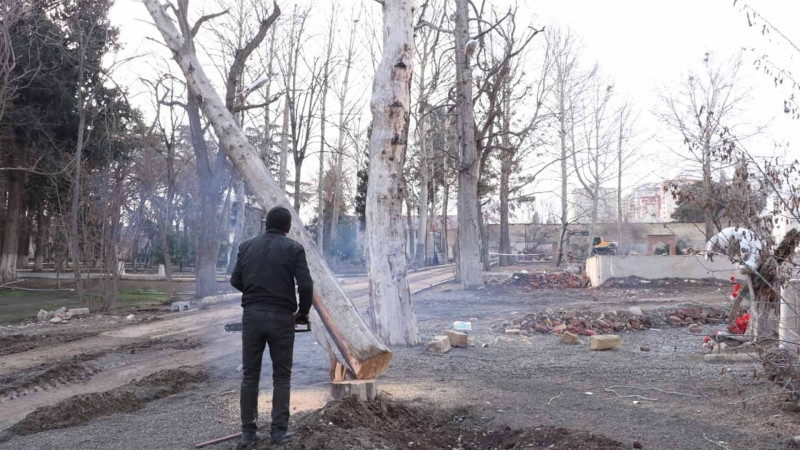 Qələbə parkı ərazisində quruyan ağaclar kəsilir