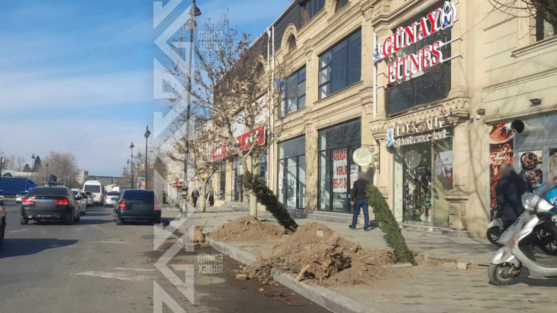 Prospektlərin birində abadlaşdırılma işləri aparılır