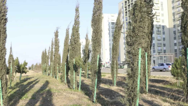 Gəncəçayın sağ sahilində ağaclar əkilir