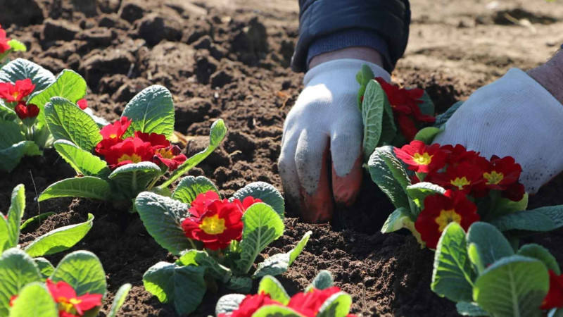 MKTİB tərəfindən gül əkmə aksiyası keçirilib