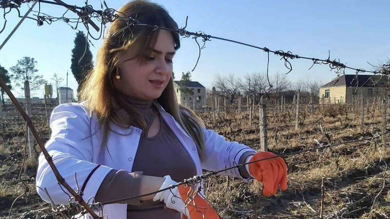 Təcrübə Stansiyasında aqrotexniki torpaq becərmə işləri görülür