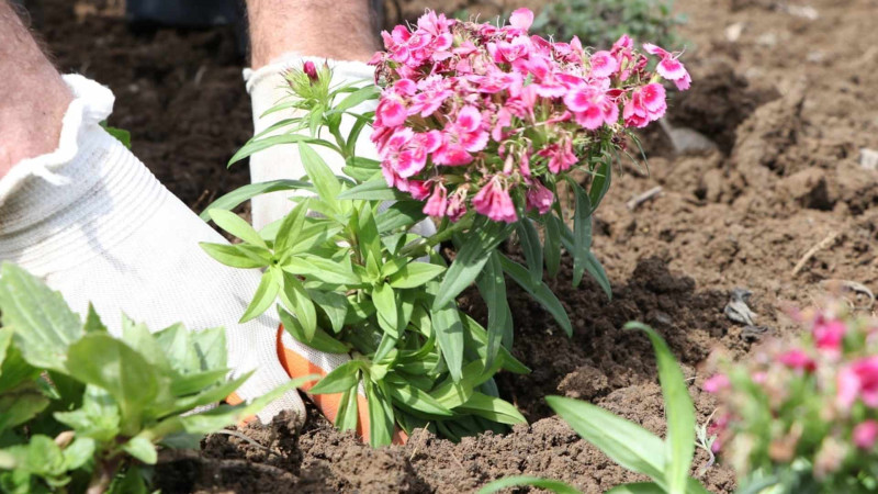 Şəhərimizin müxtəlif ərazilərinə güllər əkilib