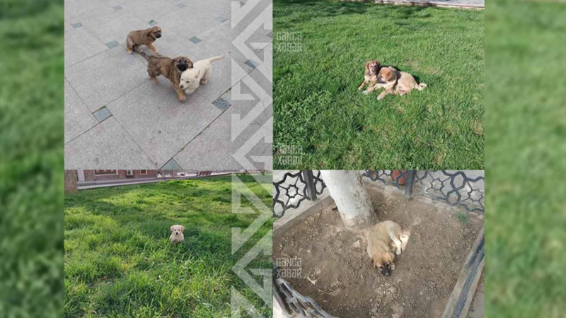 Şah Abbas məscidinin qarşısında sahibsiz itləri zəhərləyiblər - İDDİA