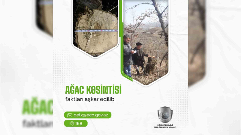 İki vətəndaş barəsində qanunsuz ağac kəsilməsinə görə akt tərtib olunub