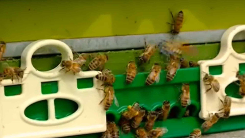 Hava şəraiti bal istehsalına təsirini göstərib