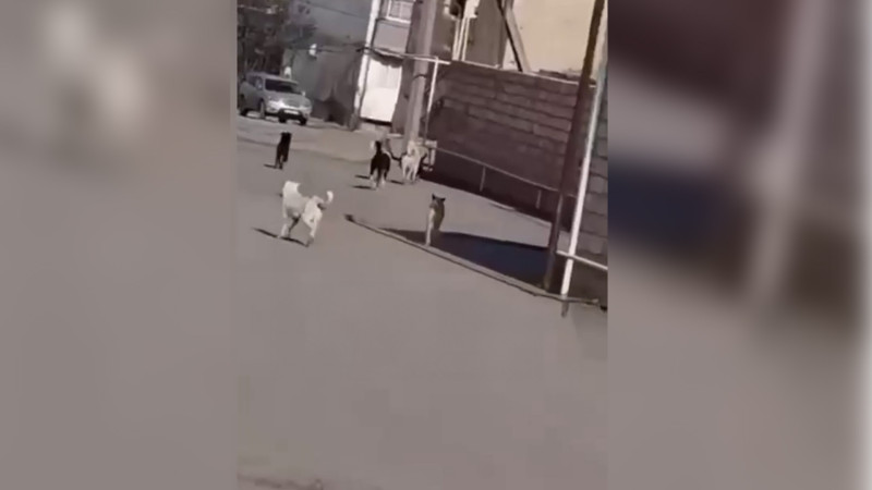 Məktəblilər sahibsiz itlərin hücumundan qorxurlar