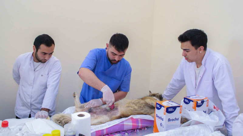 Xarici mütəxəssislərin iştirakı ilə sahibsiz itlərlə bağlı aksiya keçirilib