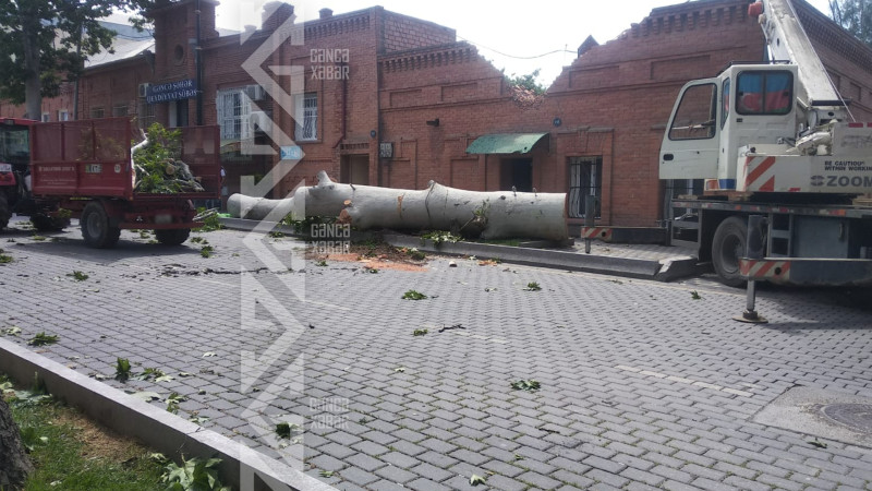 Güclü küləyin fəsadlarının aradan qaldırılması üzrə işlər aparılır