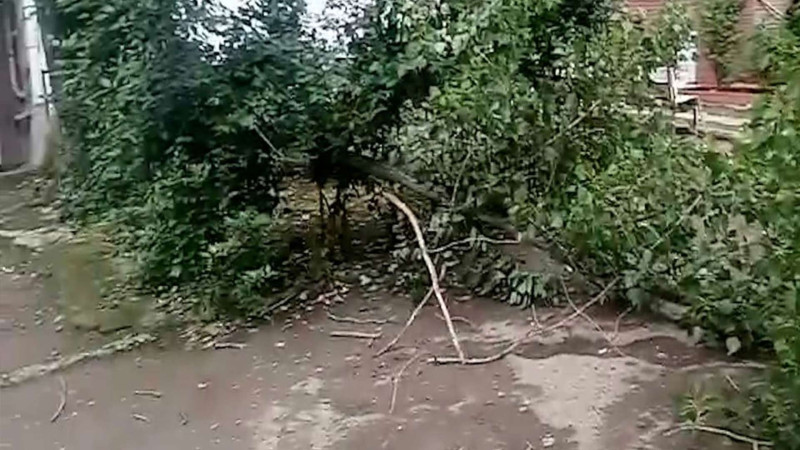 Mahrasa bağında yarım əsr yaşı olan ağacların qırılma təhlükəsi var