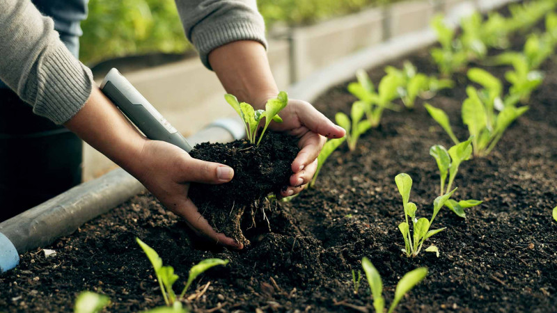 Kənd təsərrüfatının göstəriciləri açıqlanıb