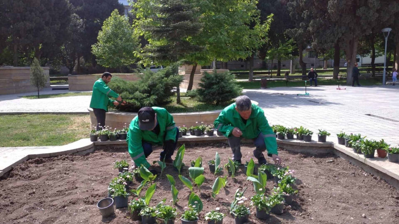 Fikrət Əmirov parkında yaşıllaşdırma işləri aparılıb