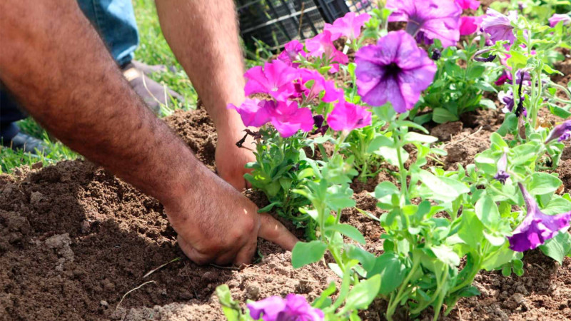 Şəhərin bir sıra ərazilərinə güllər əkilib