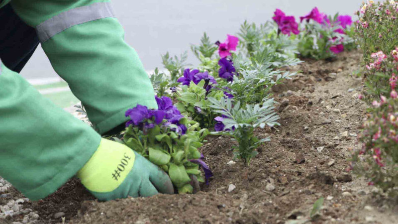 Şəhərin bir sıra ərazilərində yaşıllaşdırma işləri aparılıb