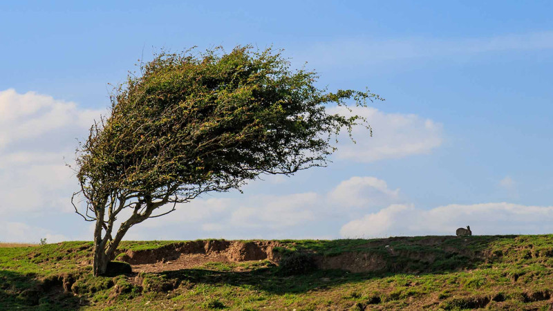 Küləkli hava şəraiti ilə bağlı xəbərdarlıq olunub