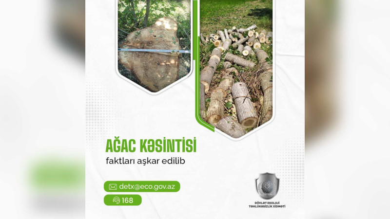 Qanunsuz ağac kəsimi halları aşkarlanıb