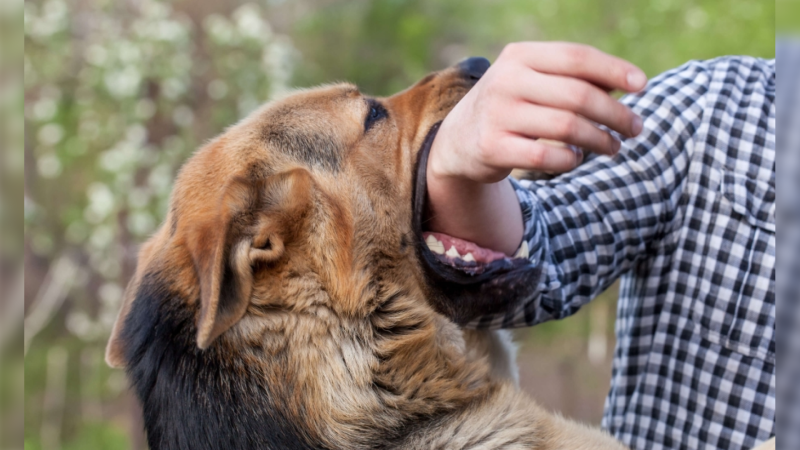 Sahibsiz it 72 yaşlı kişini dişləyib Sahibsiz it 72 yaşlı kişini dişləyib