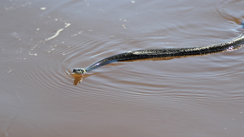 Kanalda çimən yeniyetməni ilan sancıb