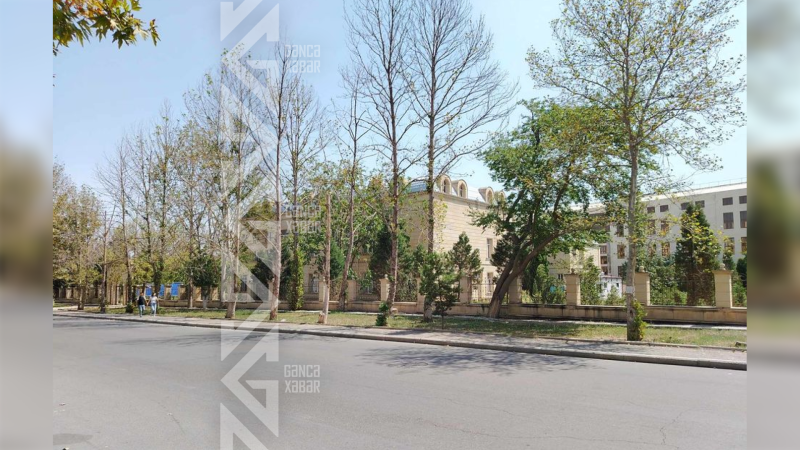 Gəncədə əkilən ağacların 90 faizi bir müddət sonra quruyur