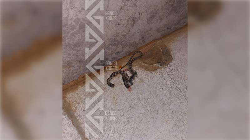 İlanların əhatəsində qalan yaşayış binası: Niyə tədbir görülmür?