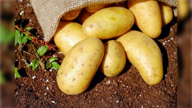 Sahibkarlar kartofçuluq sahəsi ilə bağlı təlimdə iştirak edəcəklər