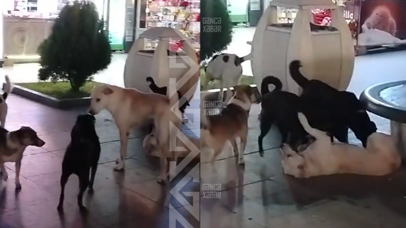 “İstirahət guşələrində itlər dəstə ilə dolaşırlar” “İstirahət guşələrində itlər dəstə ilə dolaşırlar”