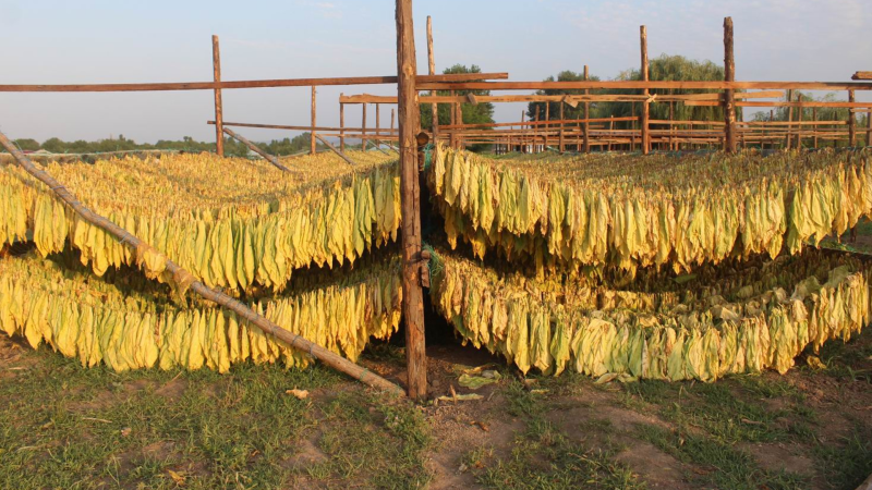 Goranboyda tütün yığımı başlayıb