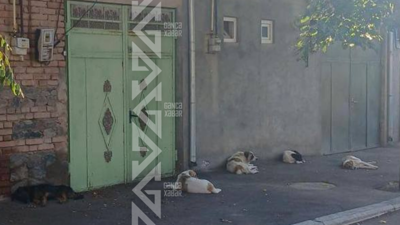 Gəncədə sahibsiz itlərlə bağlı İcra Hakimiyyətindən AÇIQLAMA