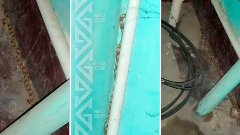 Gəncədə ilanlar sakinlərin həyatını zəhərə döndərib