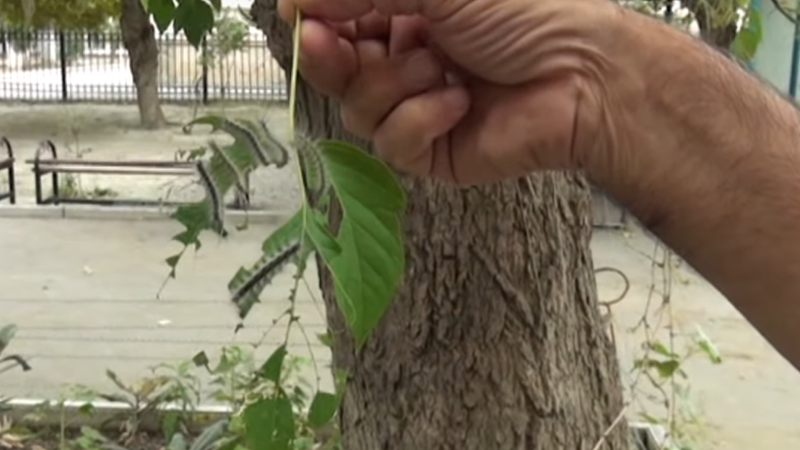 Binanın ətrafında qurdlar peyda oldu – İnsanlar təşvişdədir