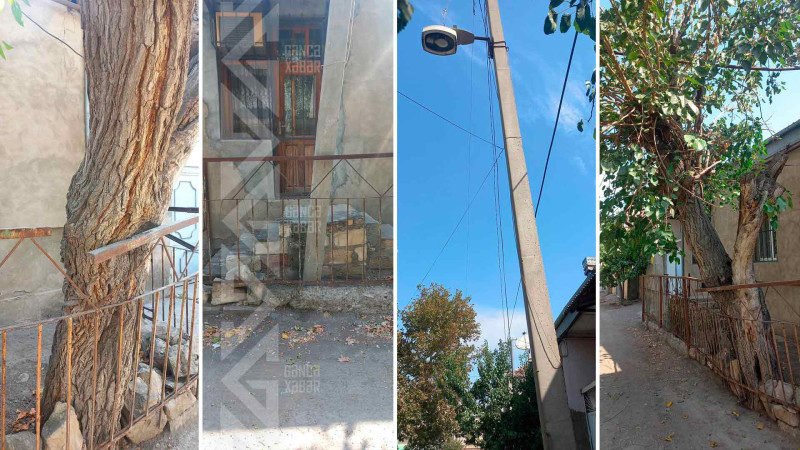 Əlbir olub bir dirək ağac ilə… - GƏNCƏDƏKİ ƏYRİLİKLƏR