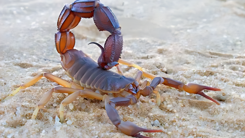 Əqrəb müəllimin həyatına son qoydu