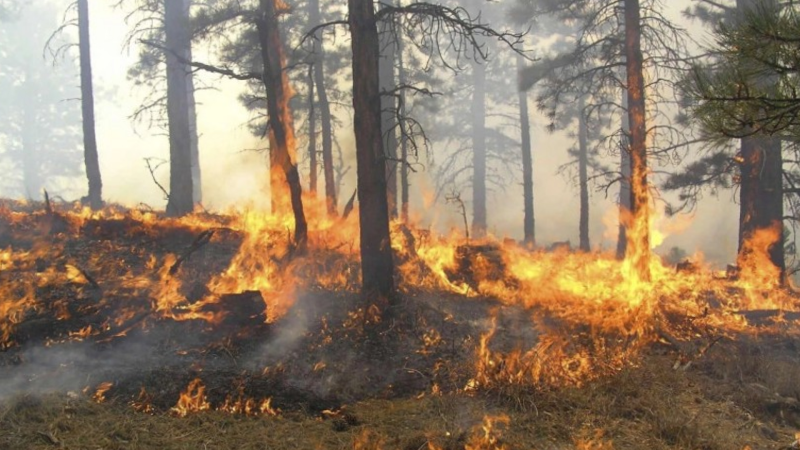 Ekosistemə qəsdən zərər vuranlar 15 ilədək azadlıqdan məhrum ediləcəklər