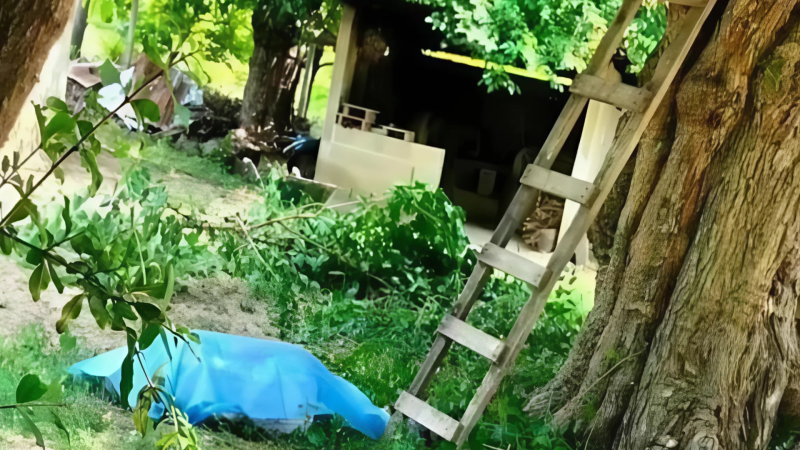 65 yaşlı kişi ağacdan yıxılaraq ölüb