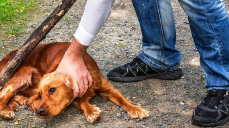 Heyvanlarla rəhmsiz rəftar edənlərə qarşı cərimələrin artırılması ilk oxunuşda təsdiqlənib