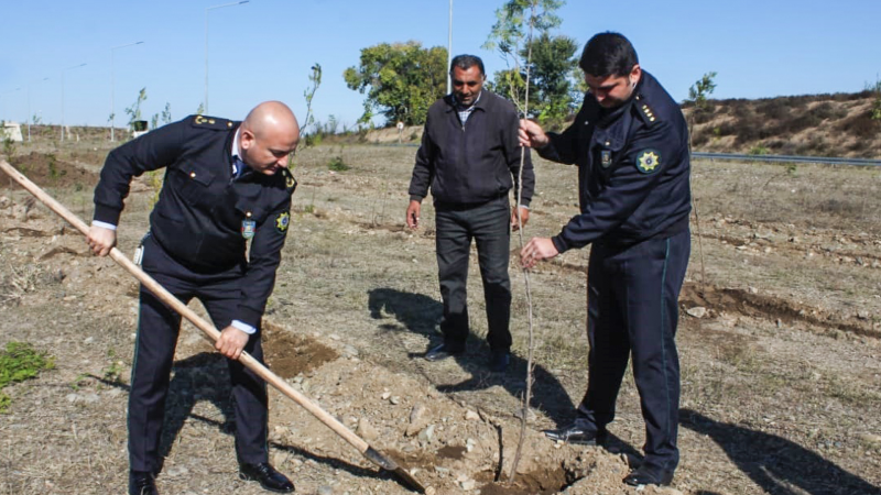 Qərb bölgəsində silsilə ağacəkmə aksiyaları davam etdirilir