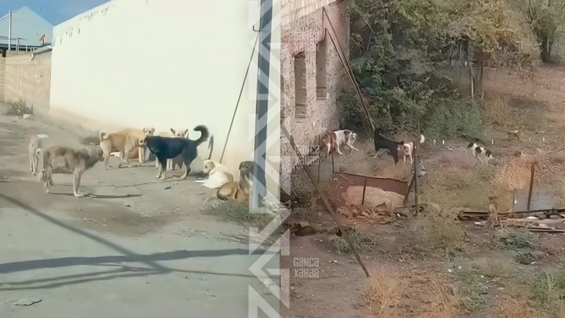 Gəncə sakinləri sahibsiz itlərdən şikayətçidirlər Gəncə sakinləri sahibsiz itlərdən şikayətçidirlər