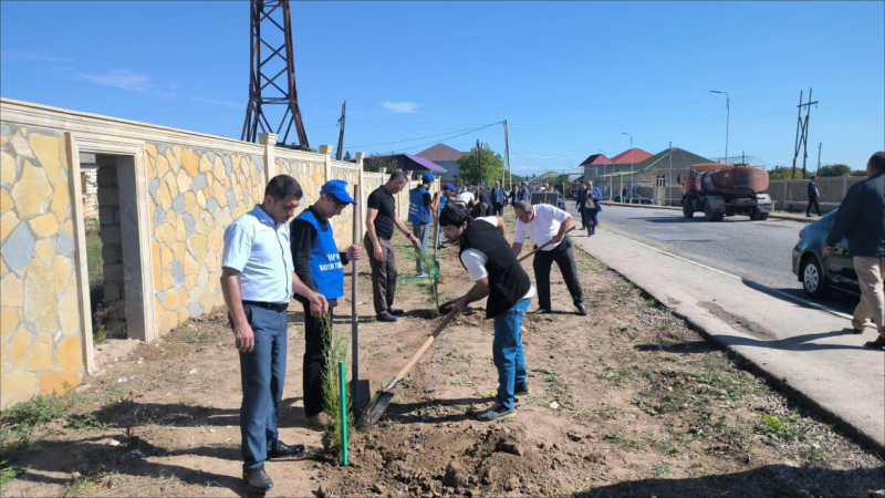 Tovuzda ağacəkmə aksiyası keçirilib